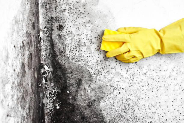 Best Mold Testing  in Umatilla, OR