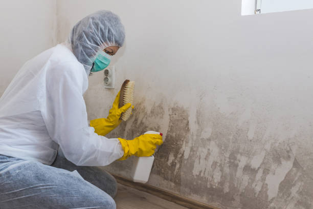 Certified Mold Removal in Umatilla, OR