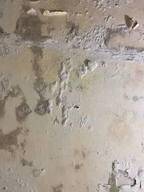 Best Mold Testing  in Umatilla, OR