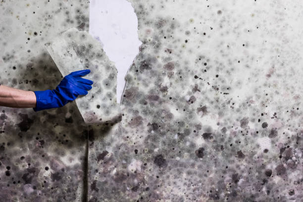 Best Residential Mold Removal  in Umatilla, OR