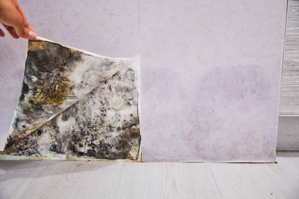 Best Certified Mold Removal  in Umatilla, OR